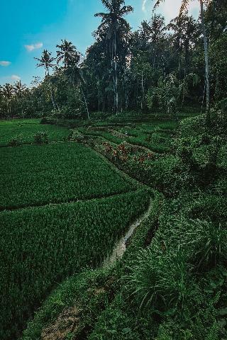 Swaha Retreat & Eco Park Ubud By Zuzu fotoÄŸrafÄ±