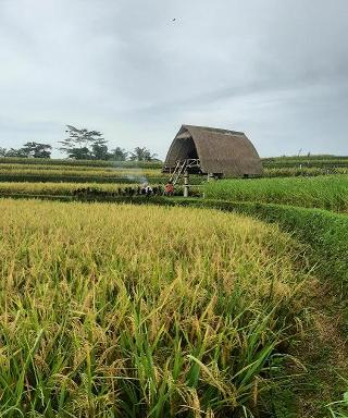 Swaha Retreat & Eco Park Ubud By Zuzu fotoÄŸrafÄ±