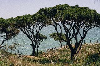 Masana Algarve fotoÄŸrafÄ±