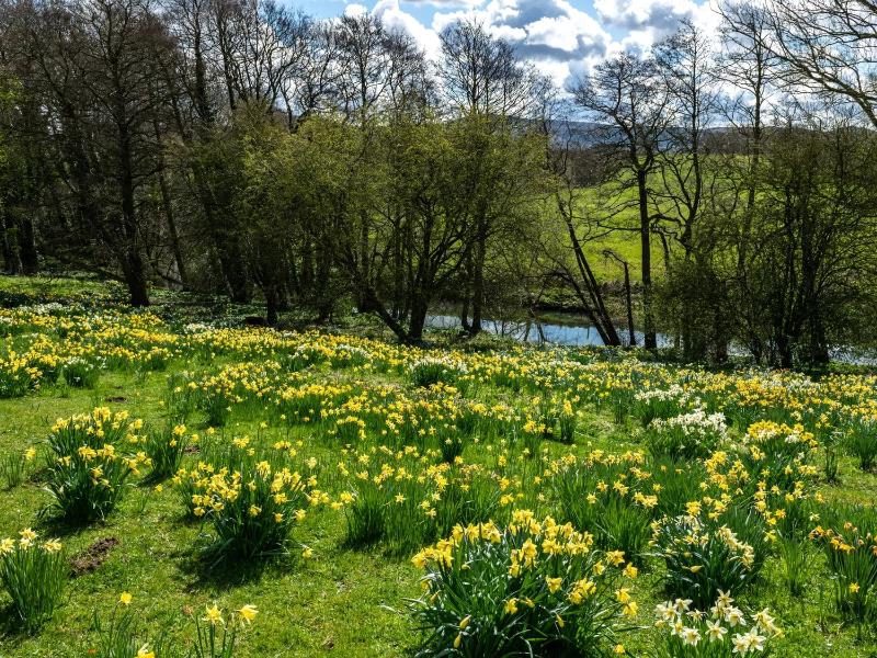 Rudby Hall - Oda