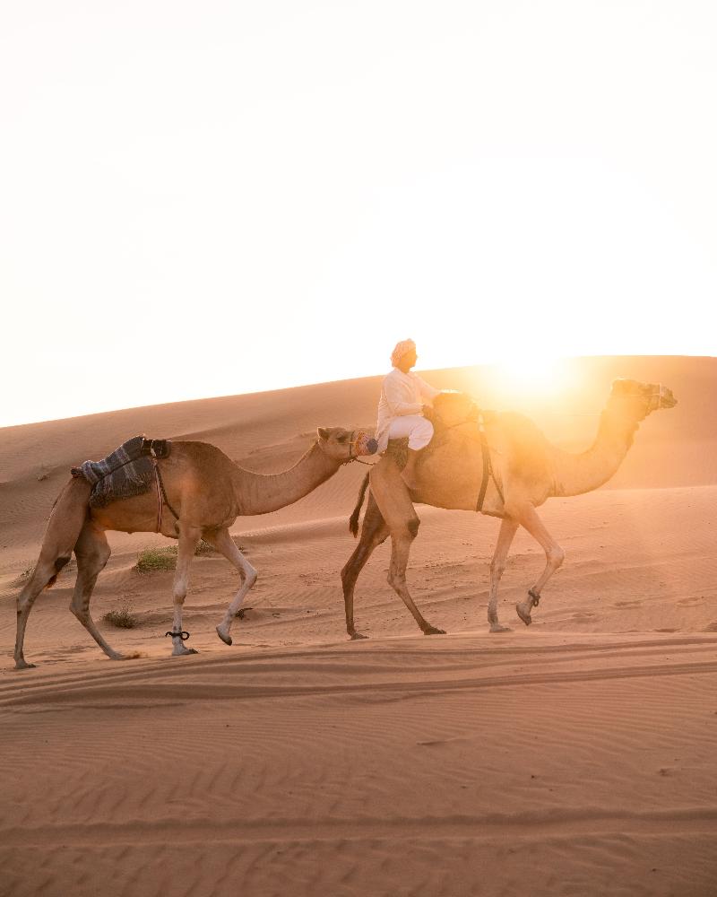 Thousand Nights Camp - Aktivite