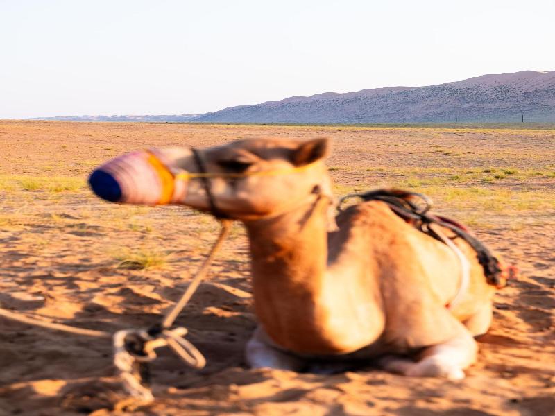 Thousand Nights Camp - Genel