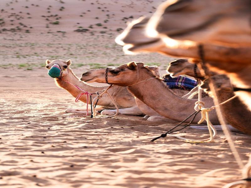Thousand Nights Camp - Genel