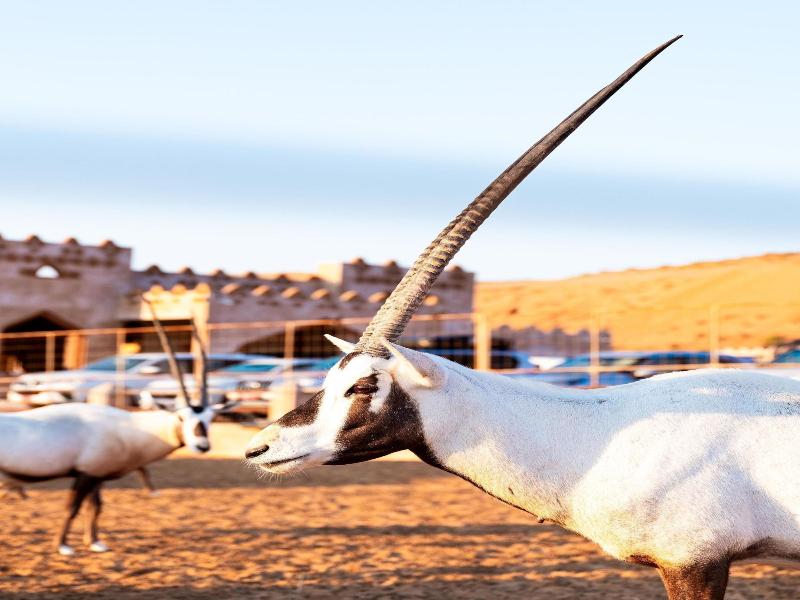 Thousand Nights Camp - Genel