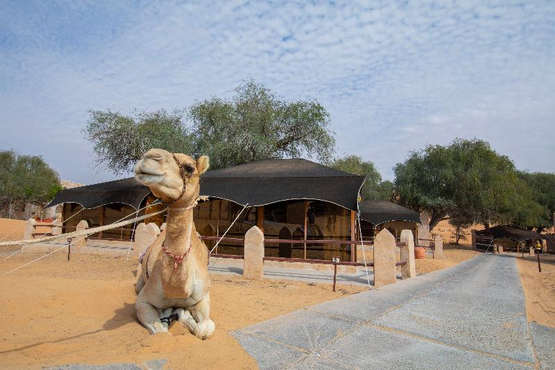 Thousand Nights Camp - Oda