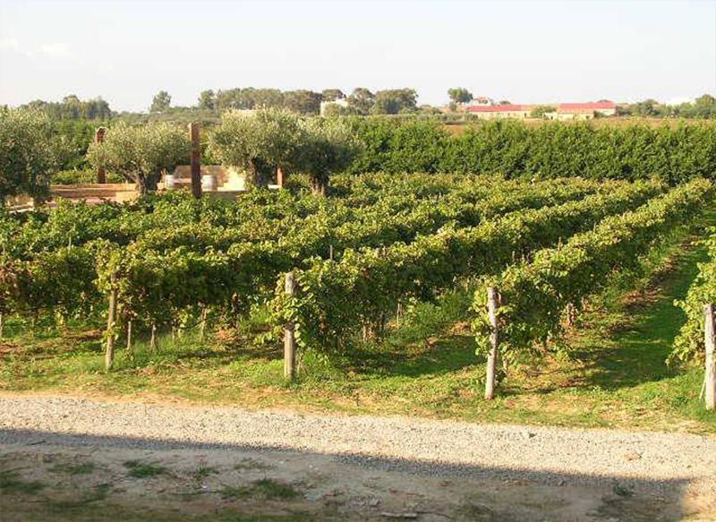 Borghetto Beach Resort - Genel
