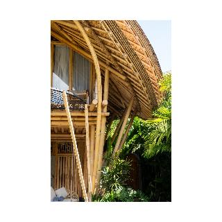 Emana Bambooscape fotoÄŸrafÄ±