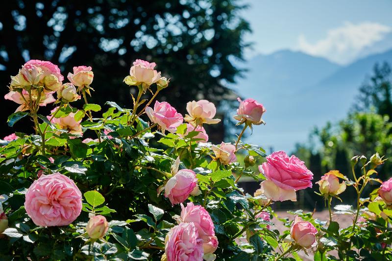 Hotel Eden Spiez - Genel