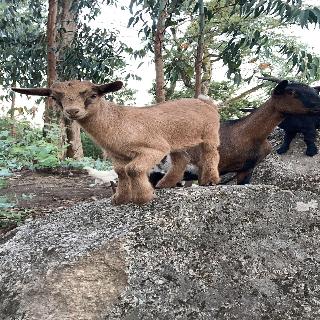 Quintinha Silvestre fotoÄŸrafÄ±