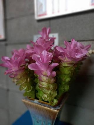 Heyha House Chiangmai By Zuzu fotoÄŸrafÄ±