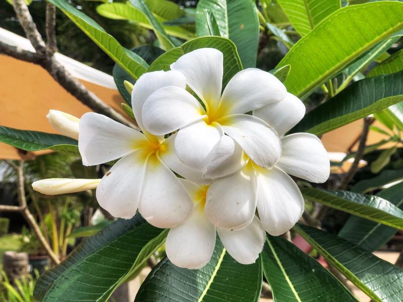 Khao Lak Palm Beach Resort - Havuz