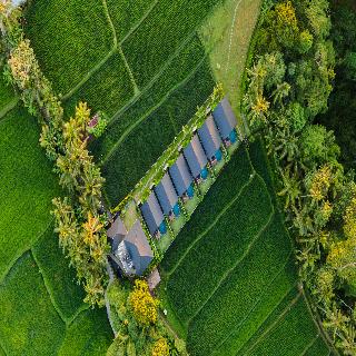 Ascarya Ubud fotoÄŸrafÄ±