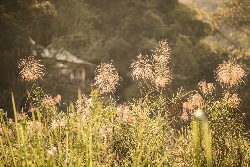 Four Seasons Tented Camp Golden Triangle - Genel