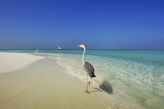 Niva Velassaru Maldives fotoÄŸrafÄ±