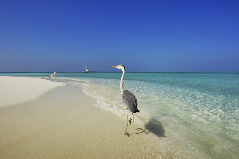 Niva Velassaru Maldives - Plaj