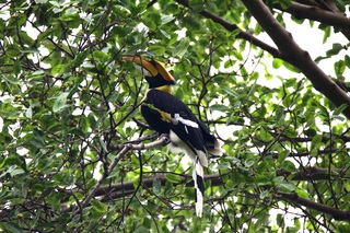 SYLVAN Koh Chang fotoÄŸrafÄ±