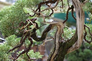 Apart-hotel Quinta Das Eirinhas-jardim De Bonsai fotoÄŸrafÄ±