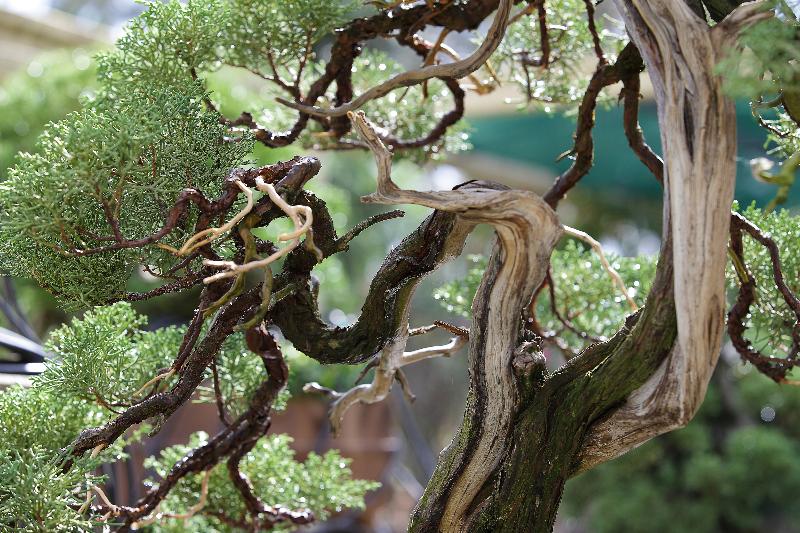 Apart-hotel Quinta Das Eirinhas-jardim De Bonsai - Genel