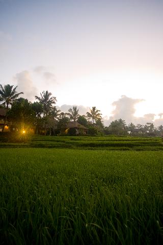 Wapa di Ume Ubud fotoÄŸrafÄ±
