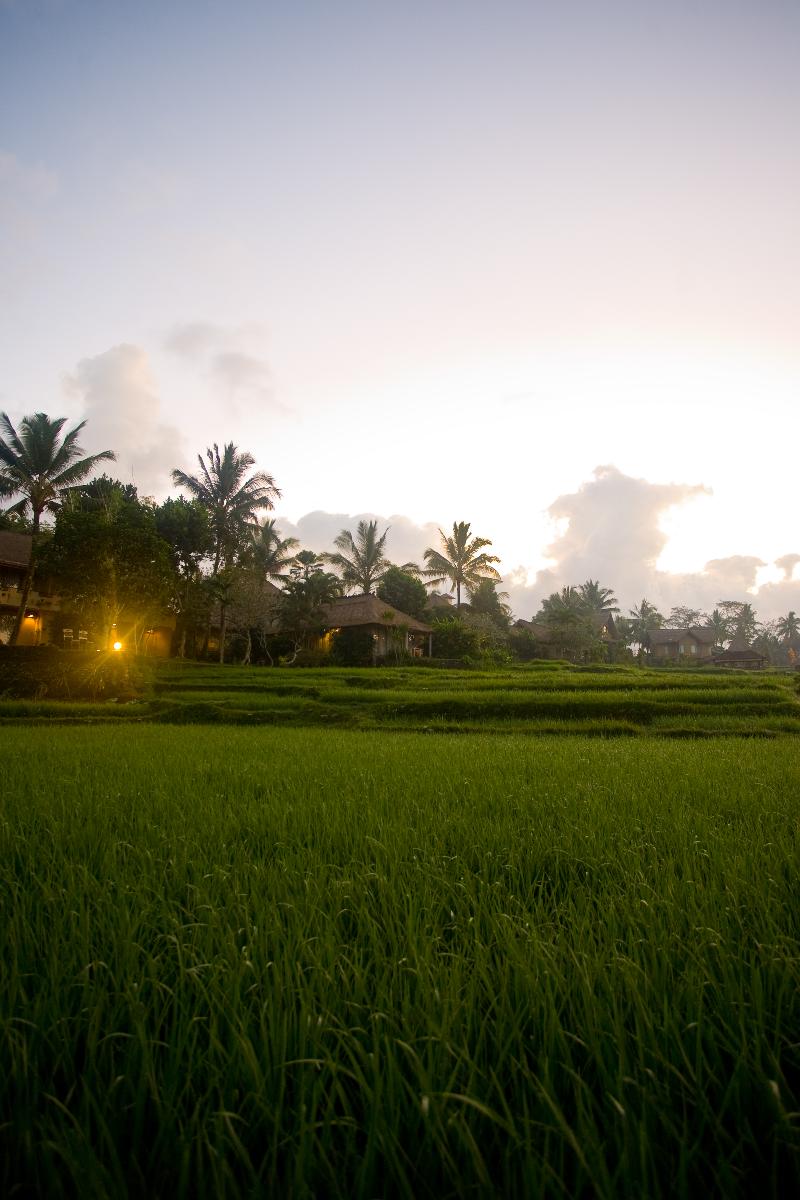 Wapa di Ume Ubud - Genel