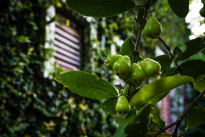 Kaomai Lanna Resort Chiang Mai - Oda