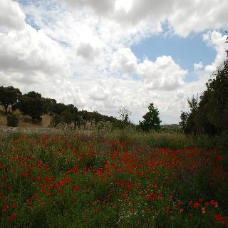 Rural Quinta de Santo Antonio fotoÄŸrafÄ±