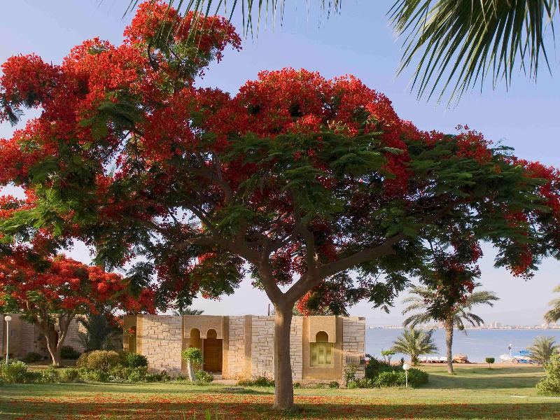 Mercure Ismailia Forsan Island Hotel - Oda
