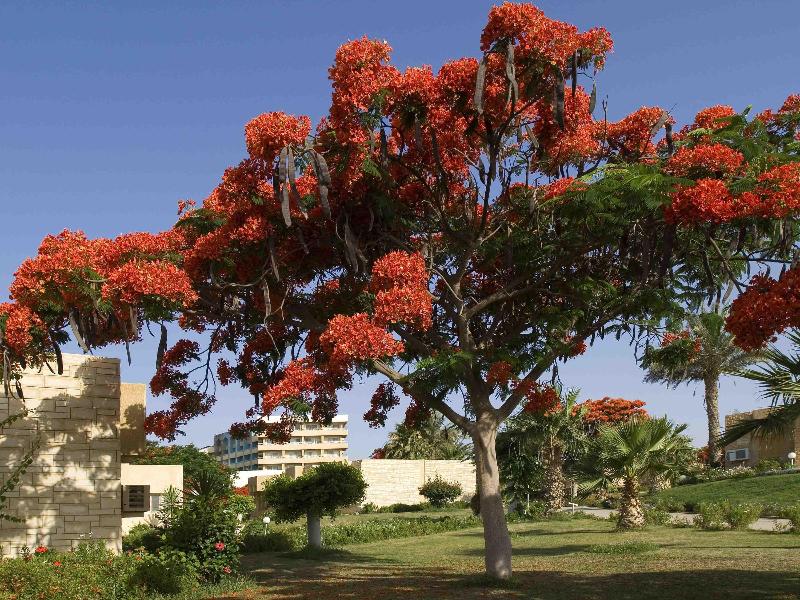 Mercure Ismailia Forsan Island Hotel - Oda