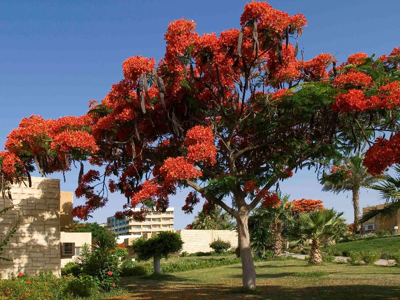 Mercure Ismailia Forsan Island Hotel - Oda