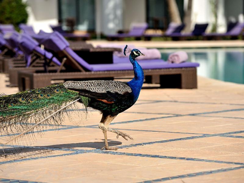Pullman Mazagan Royal Golf & Spa - Genel