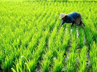 COMO Uma Ubud fotoÄŸrafÄ±