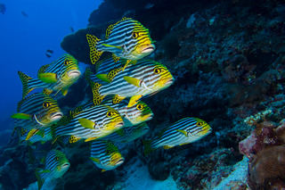 Meeru Island Resort & Spa fotoÄŸrafÄ±