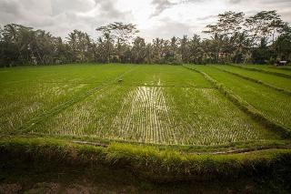 Junjungan Bali & Spa fotoÄŸrafÄ±