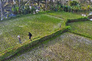 Nandini Jungle by Hanging Gardens fotoÄŸrafÄ±