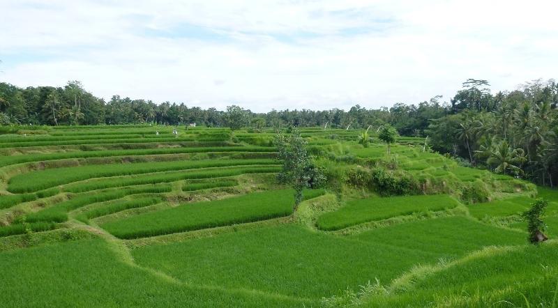 Villa Semana Resort & Spa Ubud - Genel