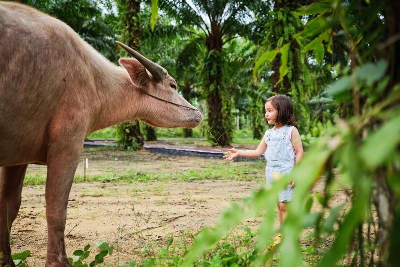 JW Marriott Khao Lak Resort & Spa - Genel