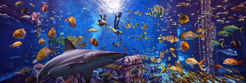 Atlantis The Palm - Aktivite