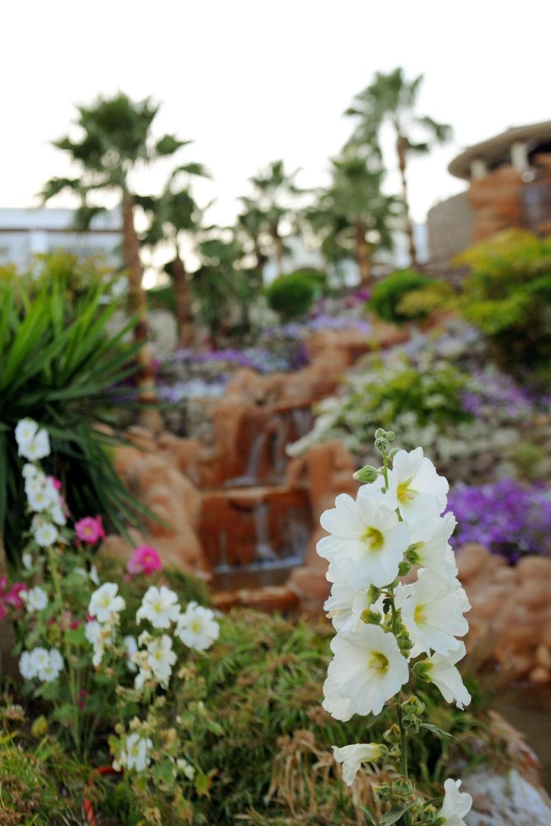Renaissance Sharm El Sheikh Golden View Beach Rest - Oda