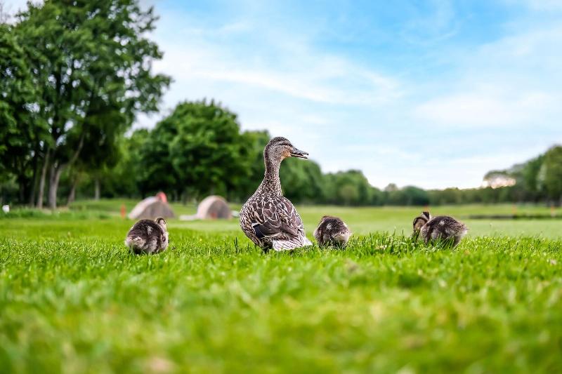 Formby Hall Golf Resort & Spa - Genel