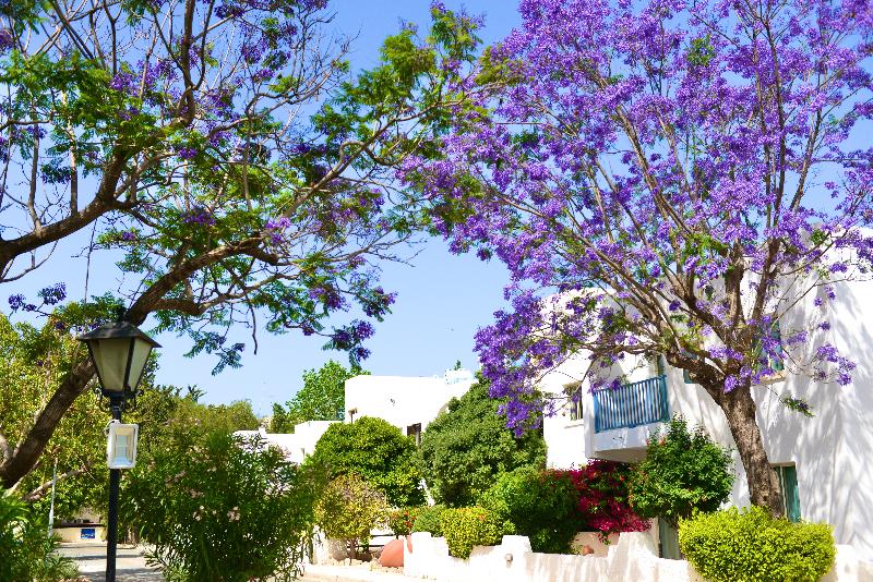 Paphos Gardens Holiday Resort - Genel