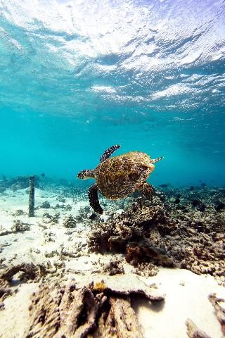 W Maldives fotoÄŸrafÄ±