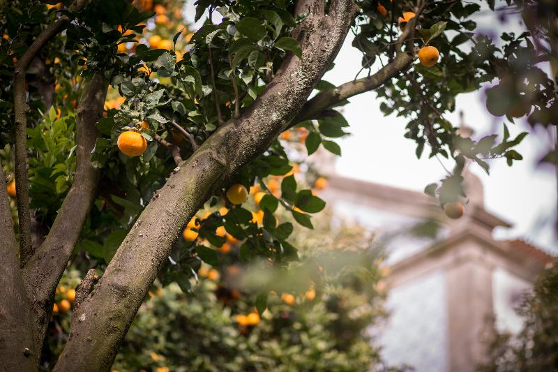 Quinta São Miguel de Arcos - Genel