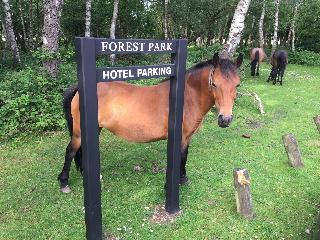 Forest Park Hotel fotoÄŸrafÄ±
