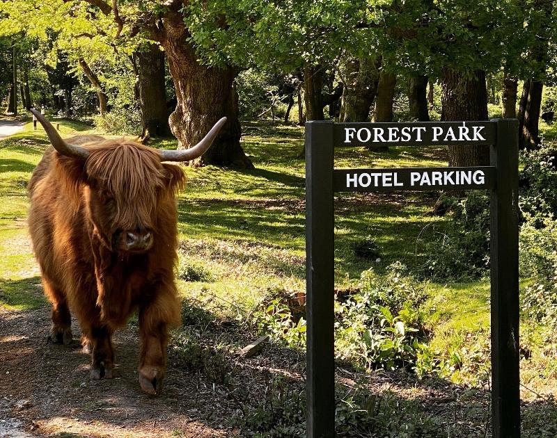 Forest Park Hotel - Genel