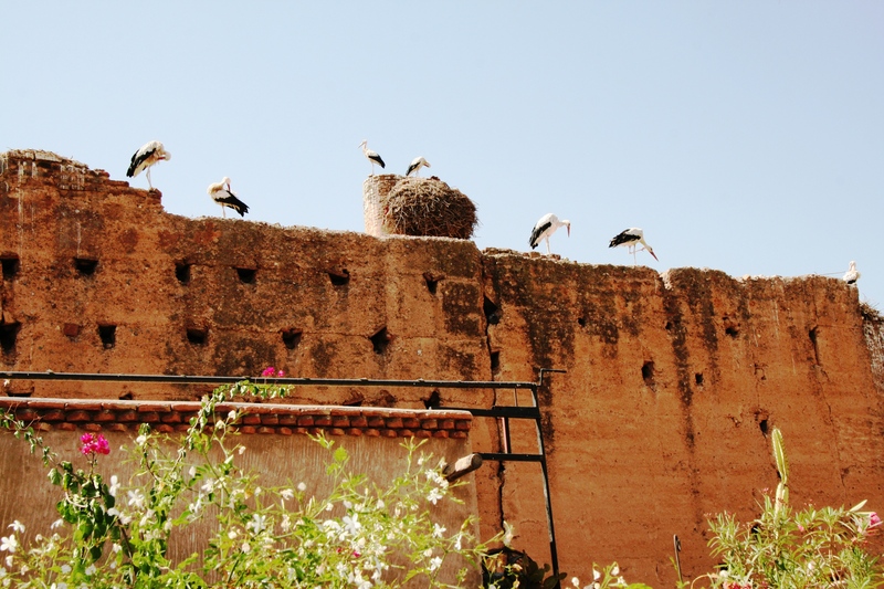 Riad Carina - Genel