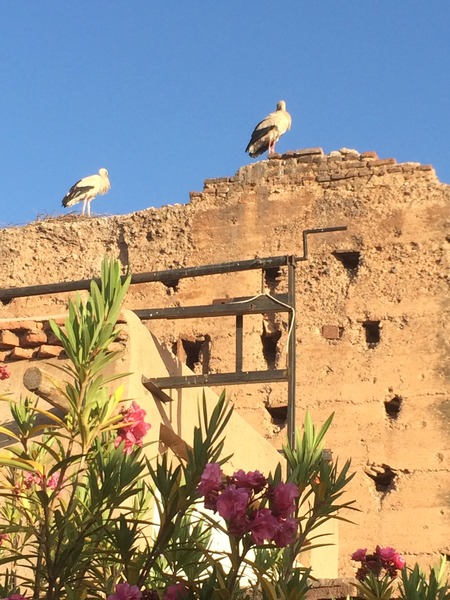Riad Carina - Genel