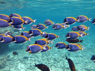 Four Seasons Resort Maldives at Kuda Huraa fotoÄŸrafÄ±