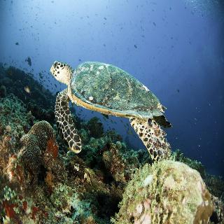 Machchafushi Island Resort & Spa Maldives fotoÄŸrafÄ±