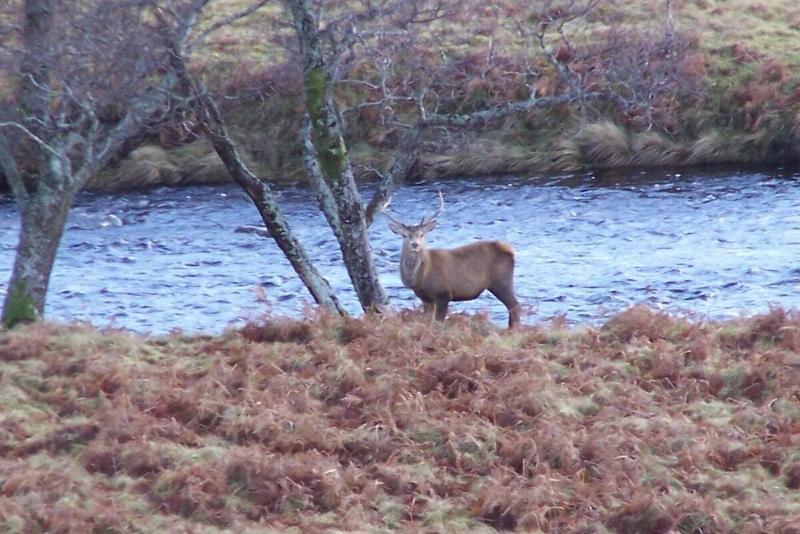 Lairg Highland Hotel - Genel