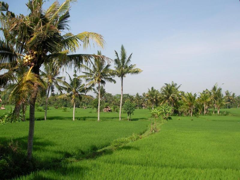 Green Field Hotel and Bungalow - Genel
